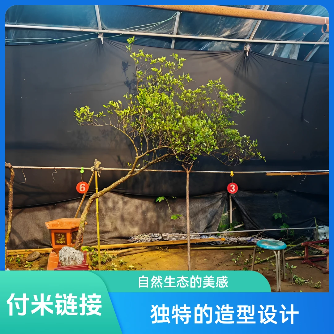 海岛，小叶栀子花，茶室空间，庭院造景，茶台飘