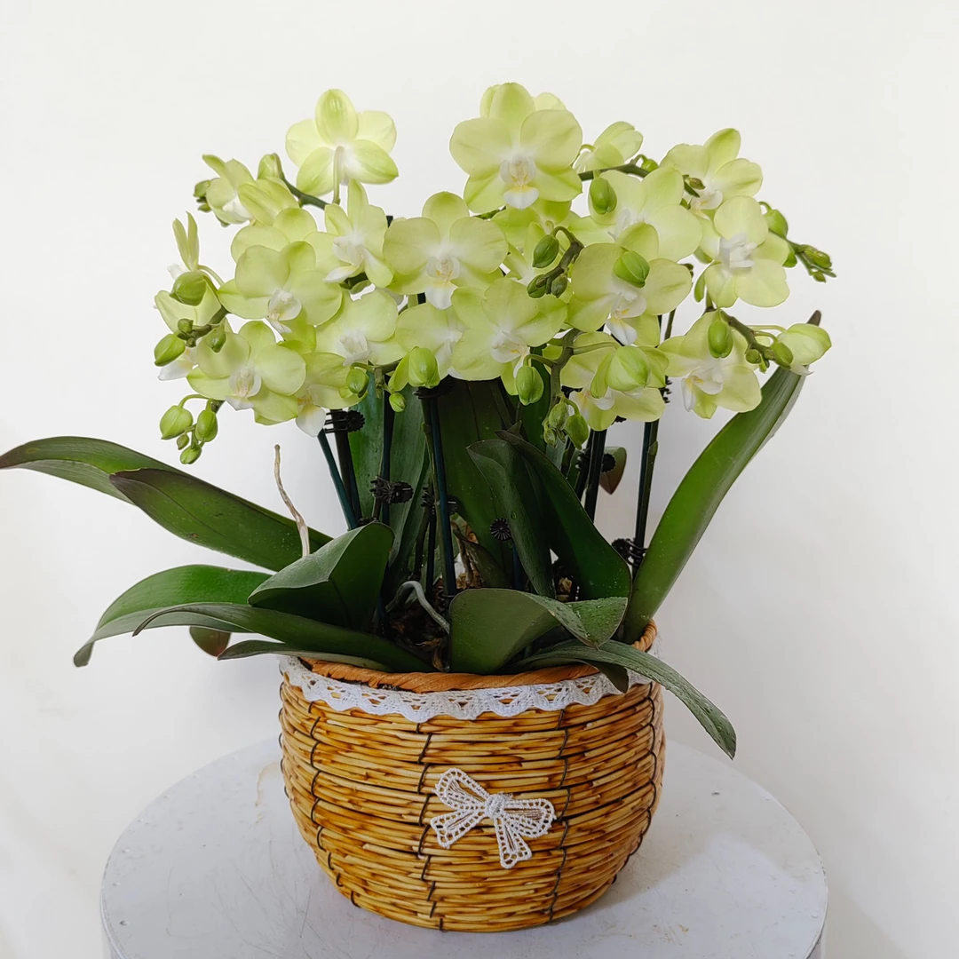 精选【蝴蝶兰 -薄荷糖】趣味美观客厅前台办公室蝴蝶兰盆栽