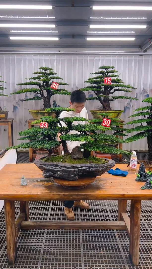 无花朵心****）精品盆景直播间一物一拍