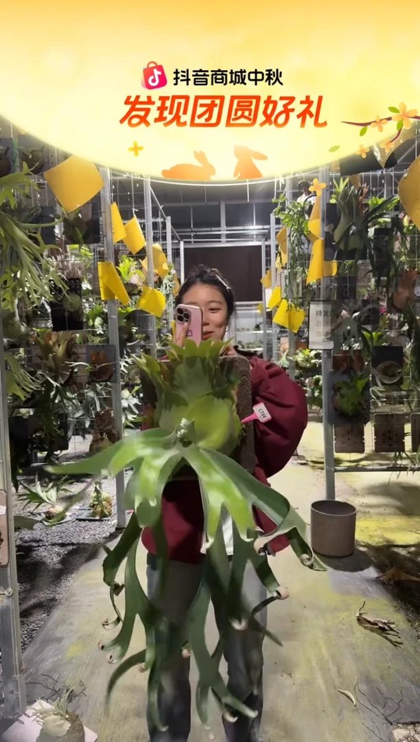 不开花植物L766-卷卷成株