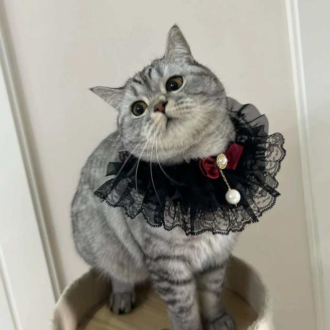 【三单五单可屯】宠物猫咪狗狗围脖帽子