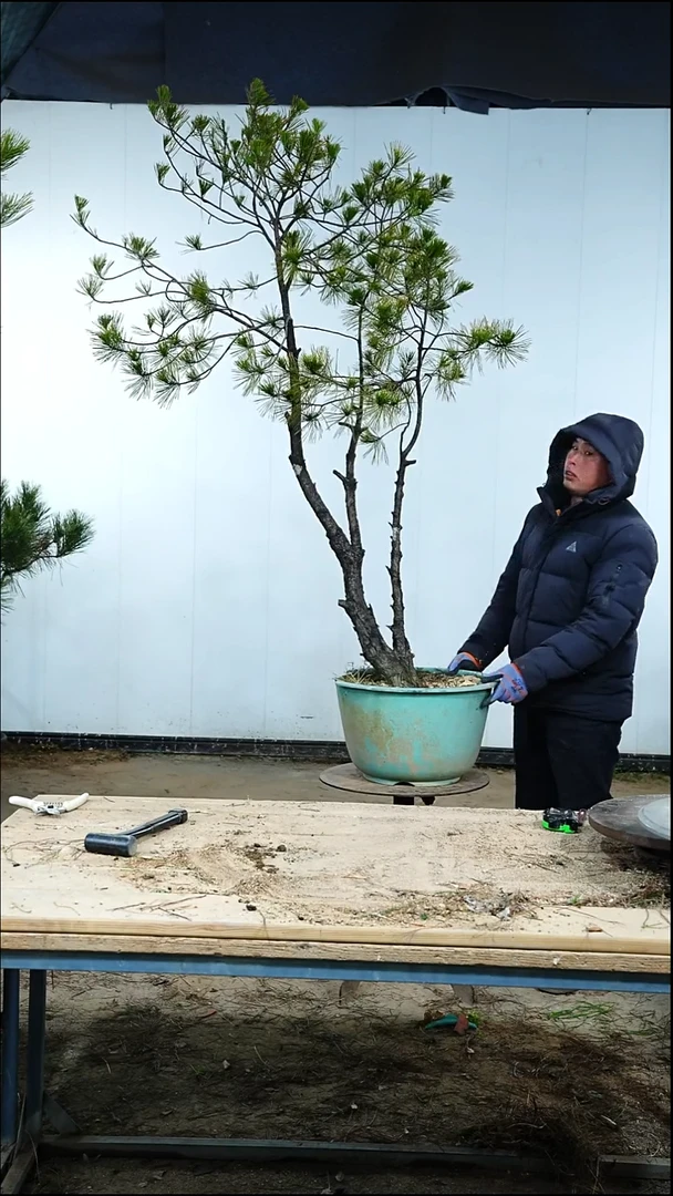 无花朵松树木架包邮