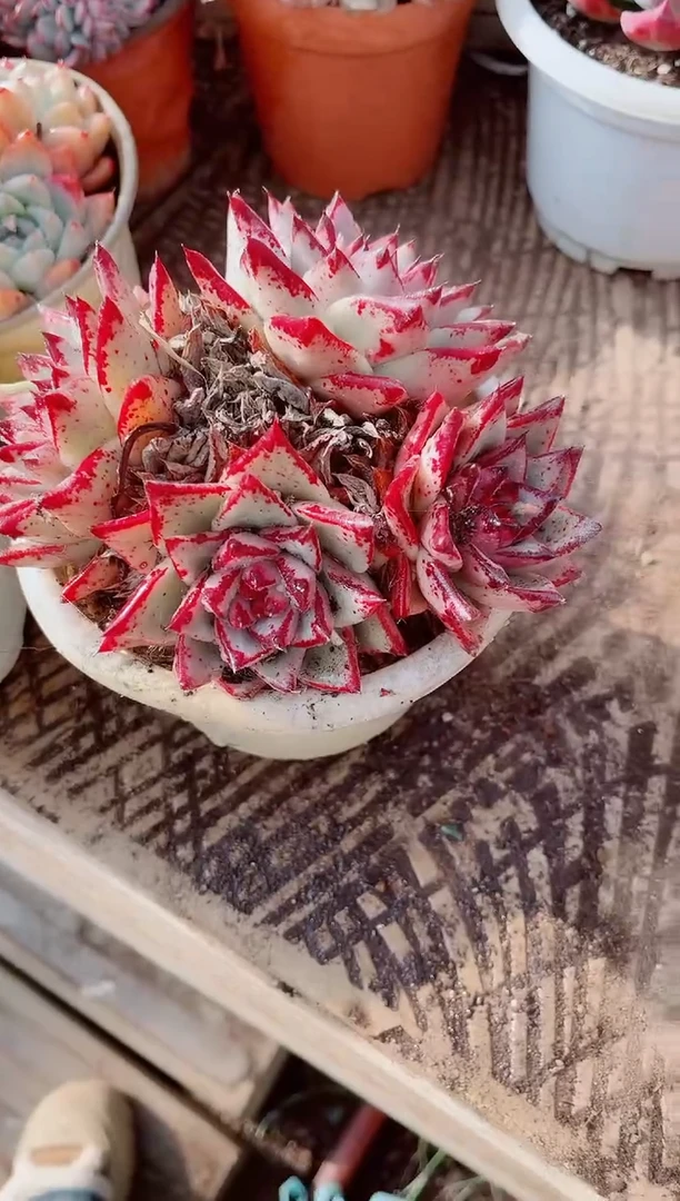 翡***?跃跃精品多肉04092