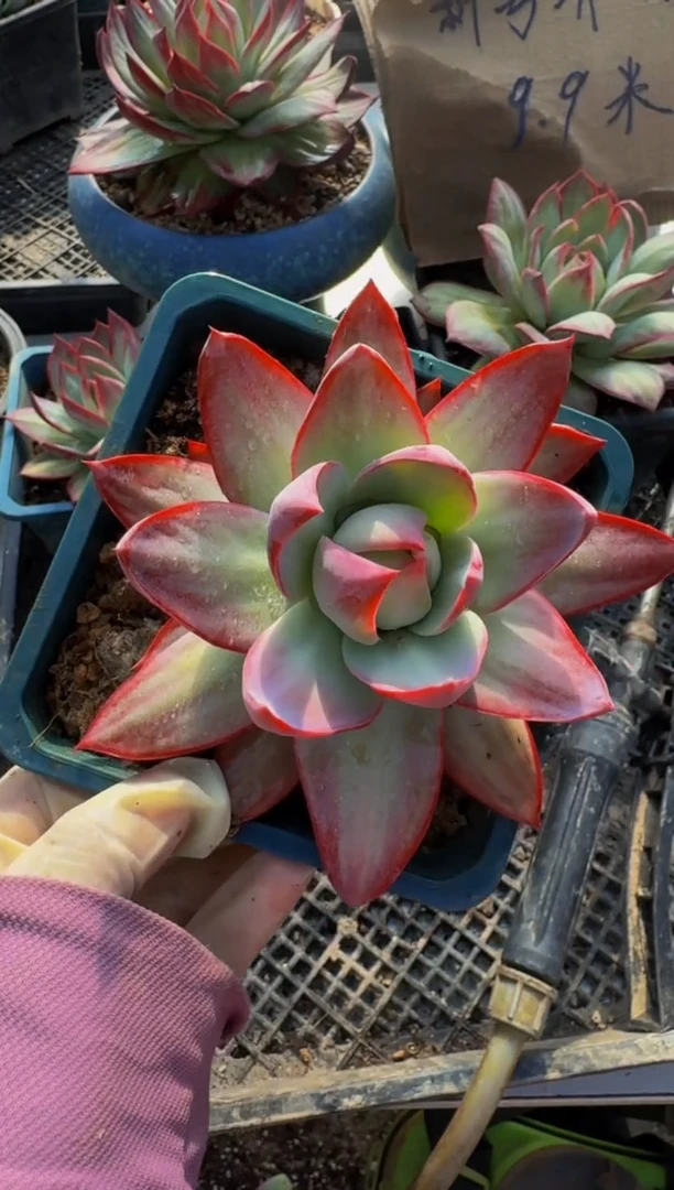 E247惊鸿仙子（裸根发货）