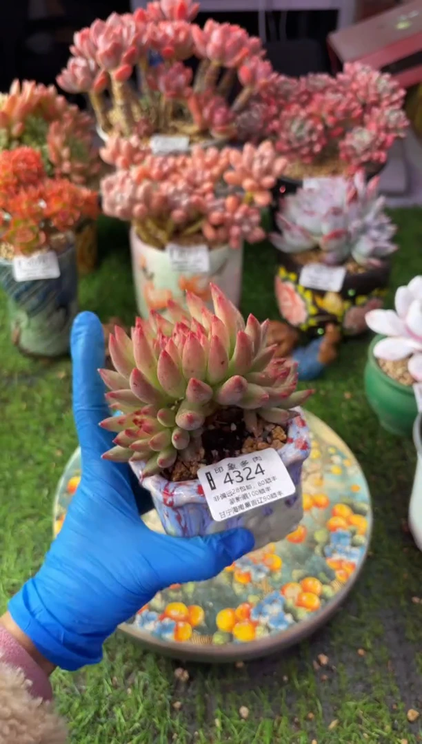 昆明印象多肉4324