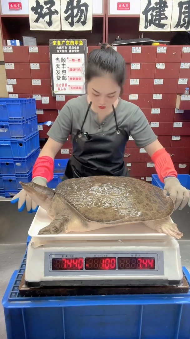 中国大陆鸣**饮7斤一只