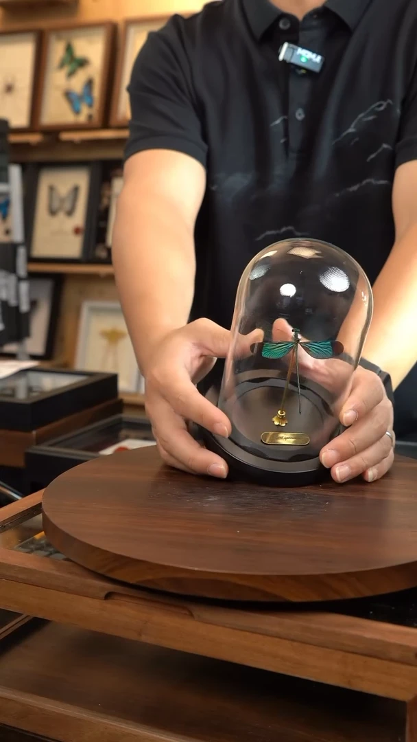 华艳色蟌小号玻璃罩