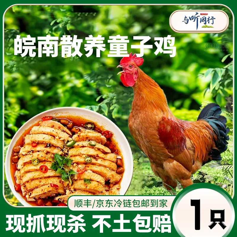【1只童子鸡X】孩子爱吃与听同行皖南高山散养鲜嫩 包冰率不含冰