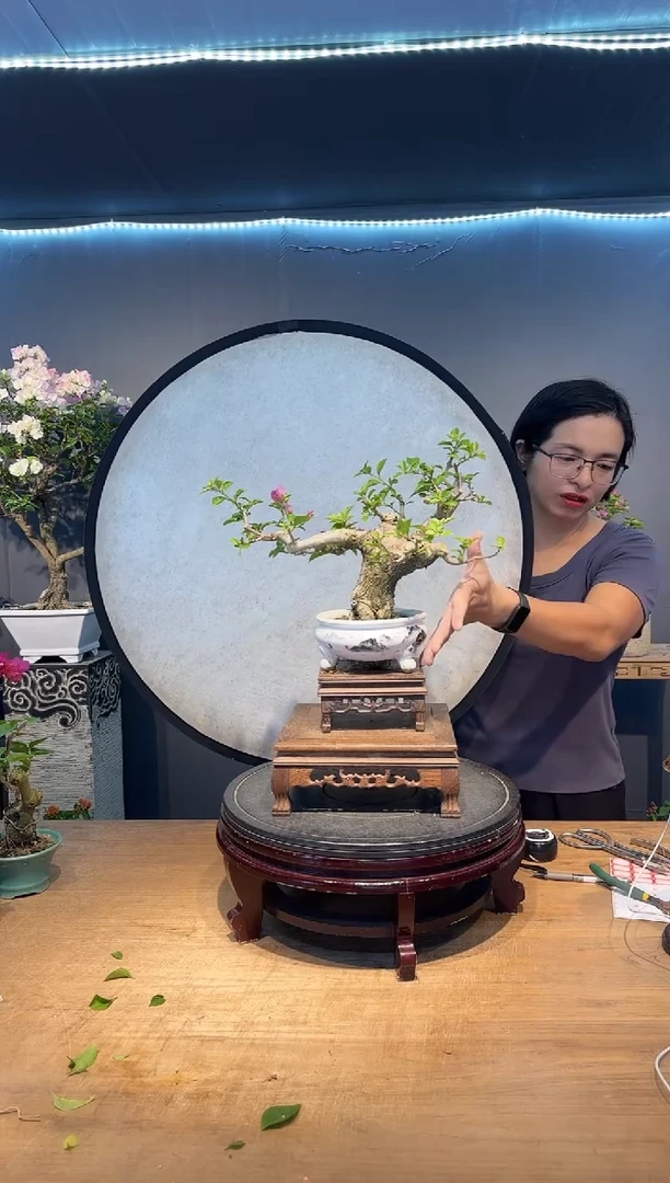 快**回三角梅小叶紫