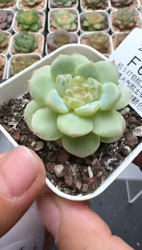 684F云禹多肉植物 默认脱土纸巾打包 3颗包邮