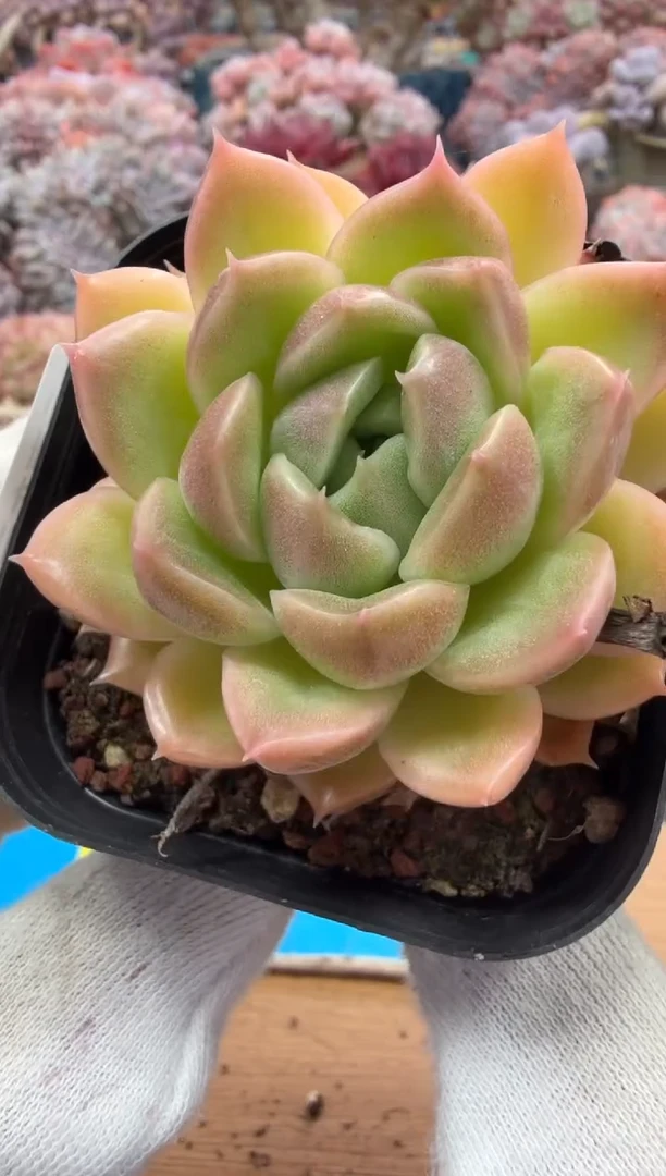 东云多肉园二店-319