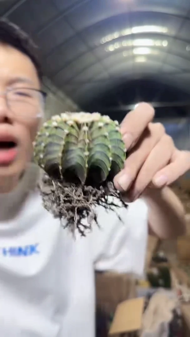 泰系高绒 纯肋骨