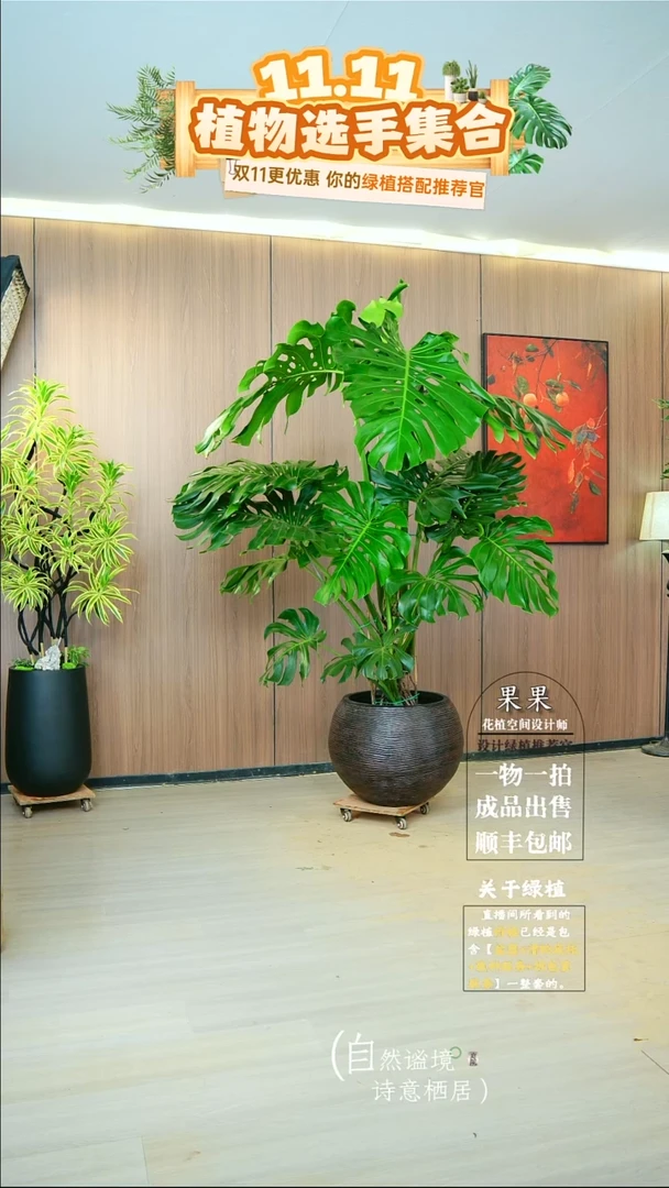 完全开放?****?老桩龟背竹一整套送货上门