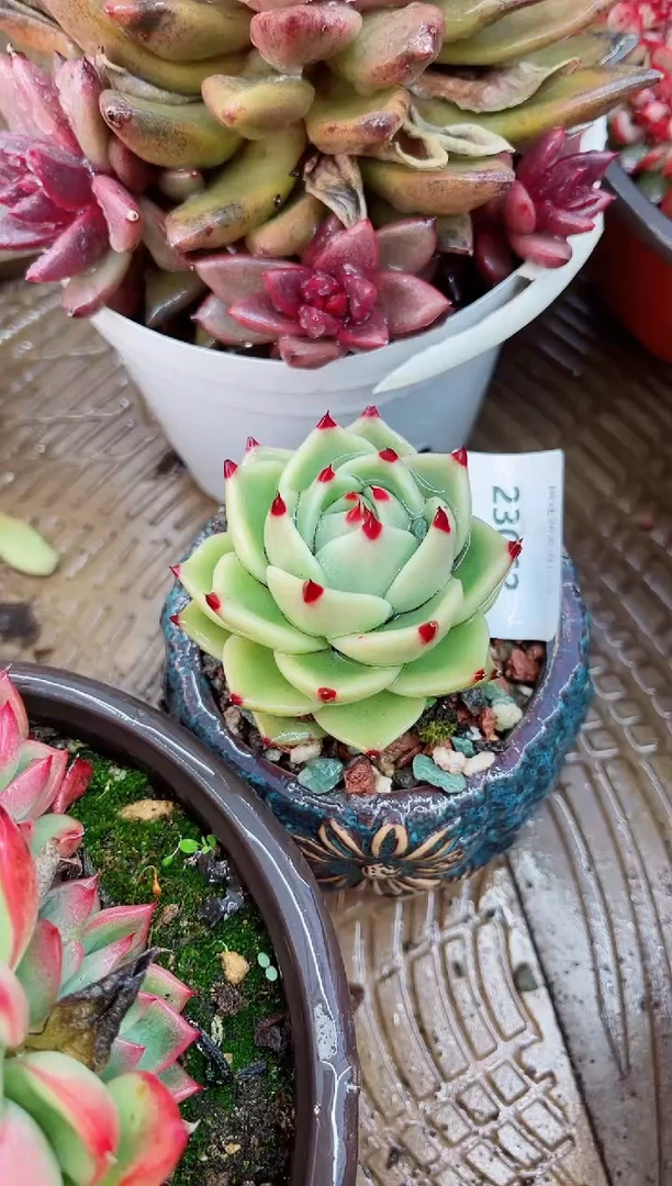 【闪购商品】23062