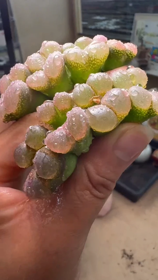 562多肉植物紫罗兰一颗