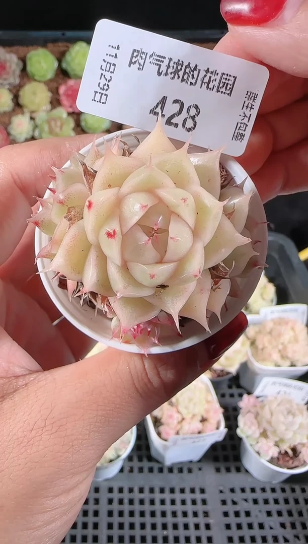 多肉1129-428群生不包整