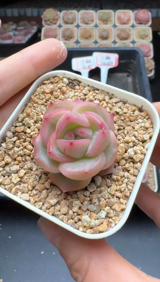 【闪购商品】176号 珍妮杂交多肉 花卉植物