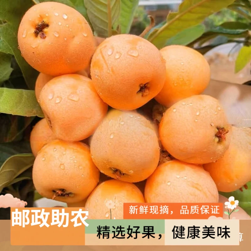 【邮政助农】四川宝兴高山晚熟大五星甜枇杷新鲜孕妇水果自然成熟