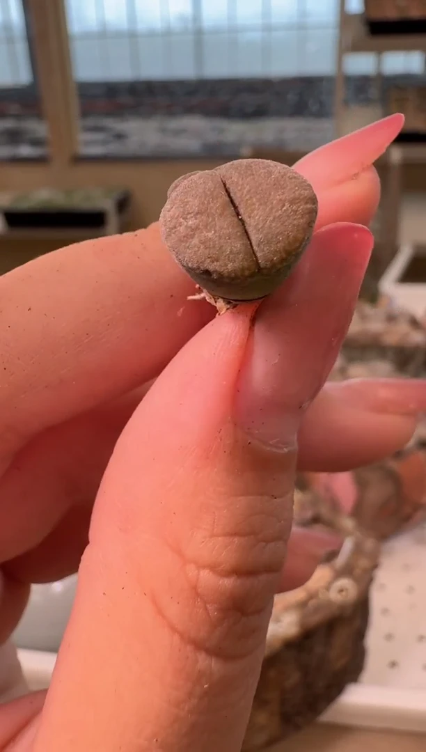 15-18多肉植物肉锥