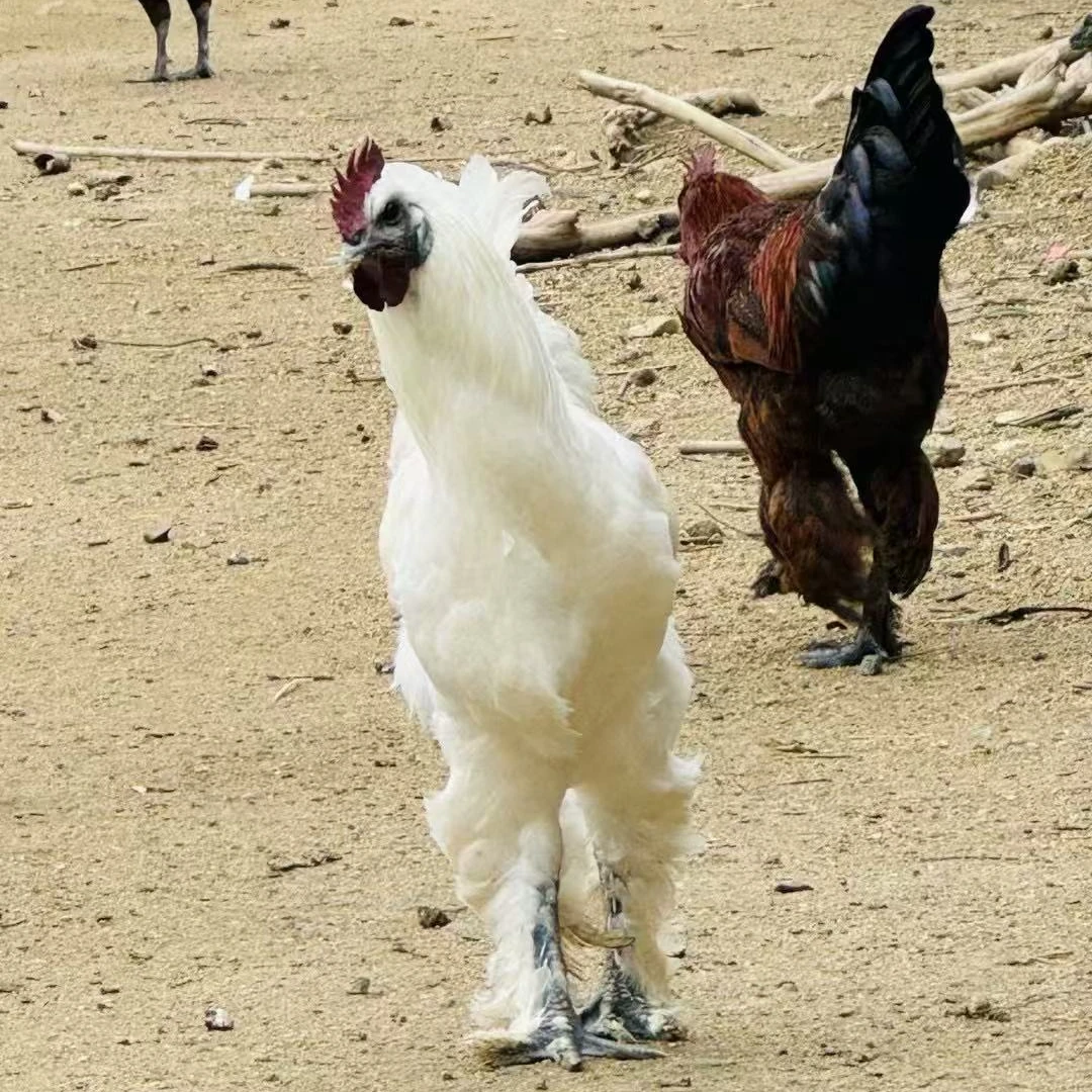 【乱鸡窝】【差价】【一鸡一拍】五颜六色的大鸡【土鸡】【宠物鸡】