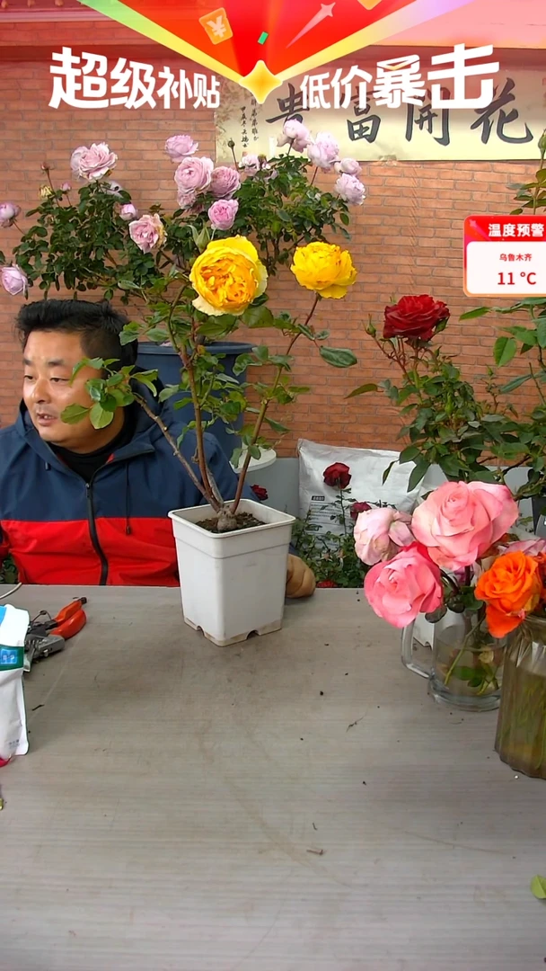 当前无花朵，栽培后可花朵阳光笑容