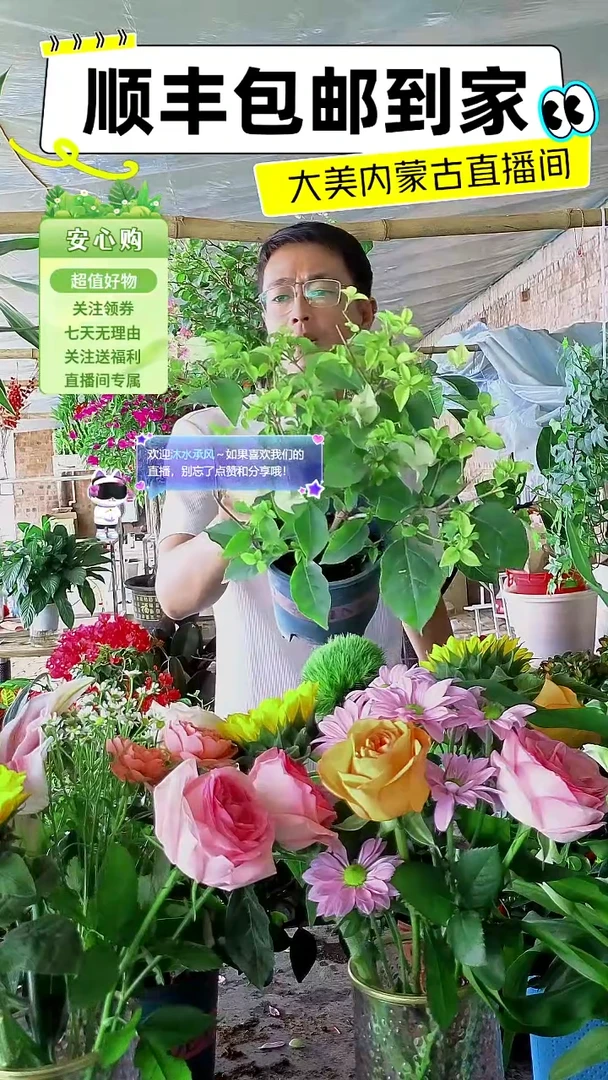 完全开放微拉白三角梅