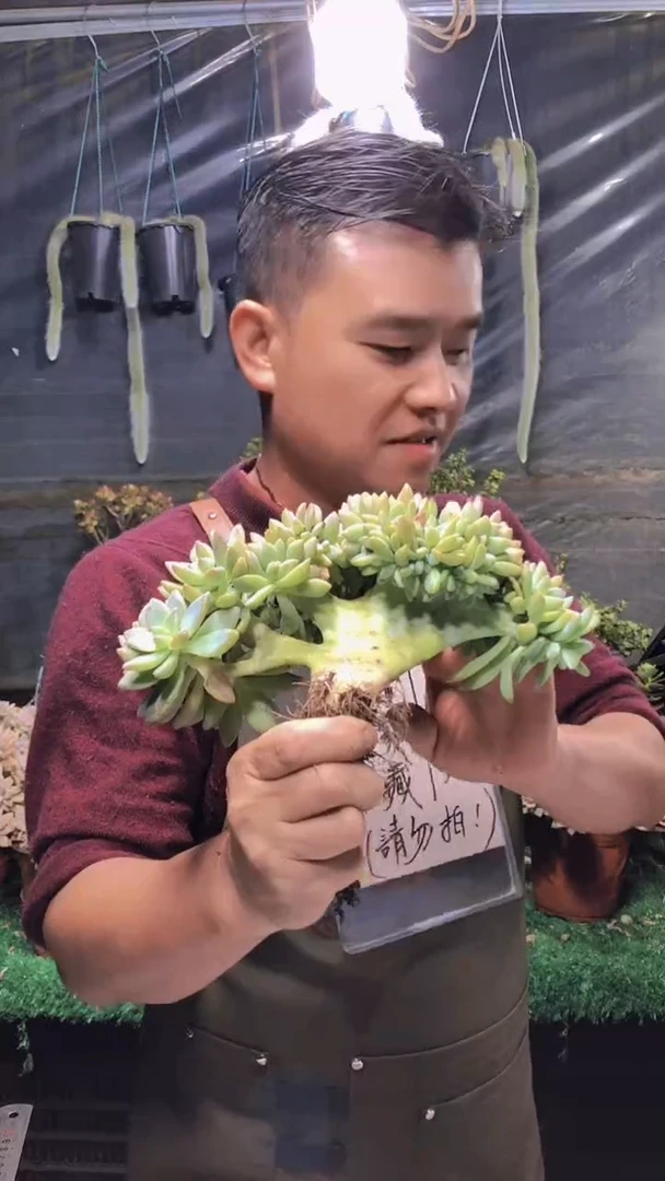 126淡雪缀化一物一拍