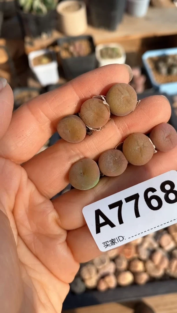 【闪购商品】7768直播一物一拍