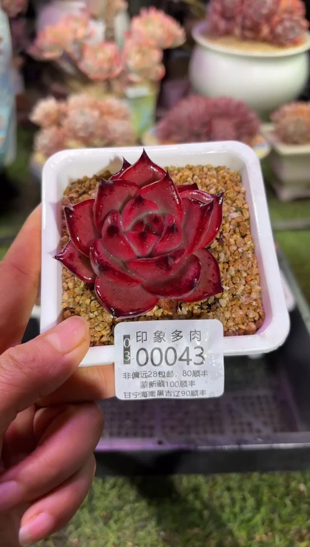 【闪购商品】00043