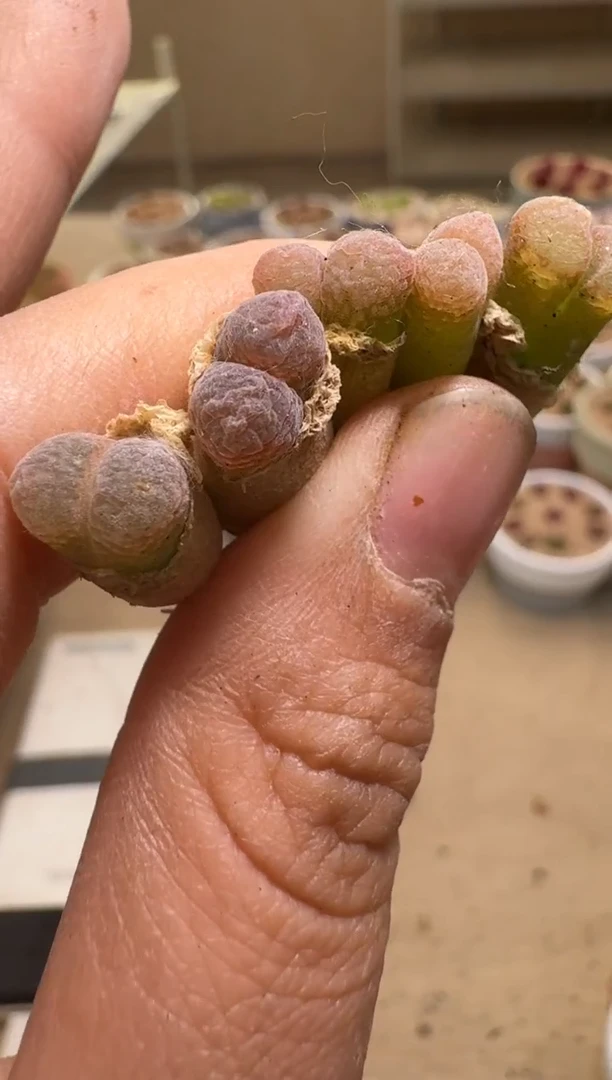 美丽的肉石头24-280