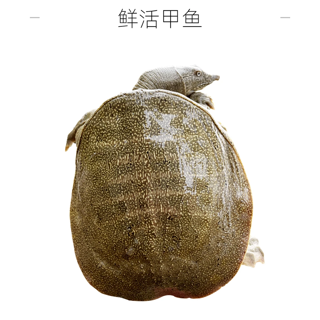 H现称外塘甲鱼（重量及价格以实际称重为准）  38.8元/斤每只大约800-1000克