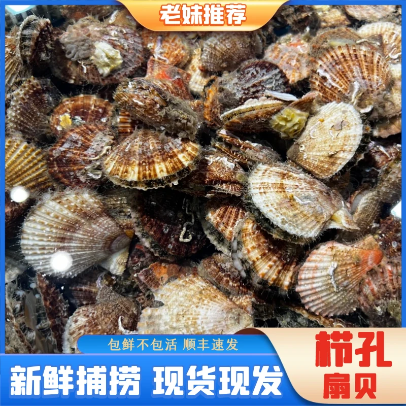 【老妹海鲜】带壳扇贝山东日照现捞现发栉孔贝包鲜不包活顺丰7斤装