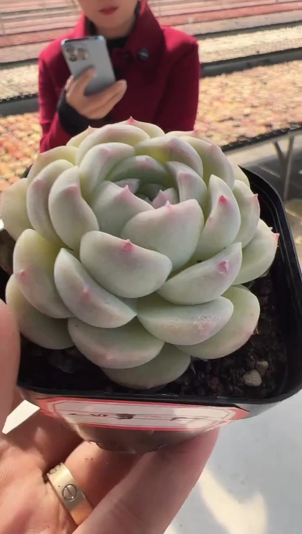 【闪购商品】沁雪-19