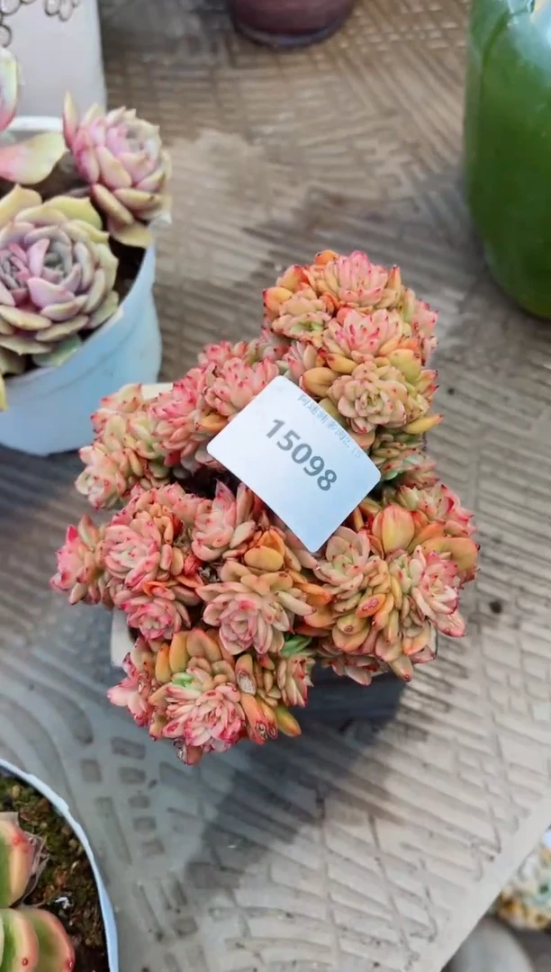 【闪购商品】15098