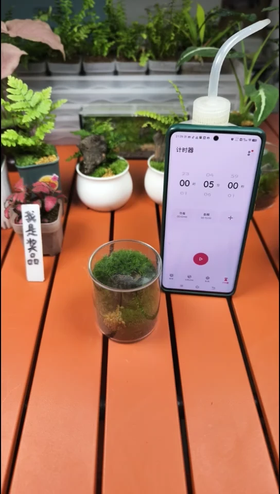 无花朵美羊羊迷你微景观直径6