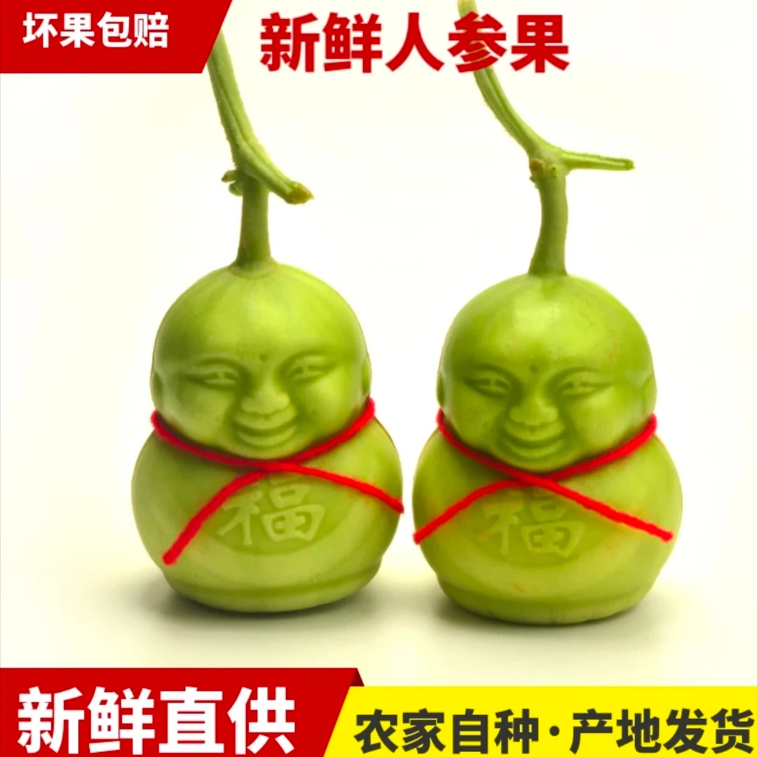 观赏性人参果福娃果包邮发三个