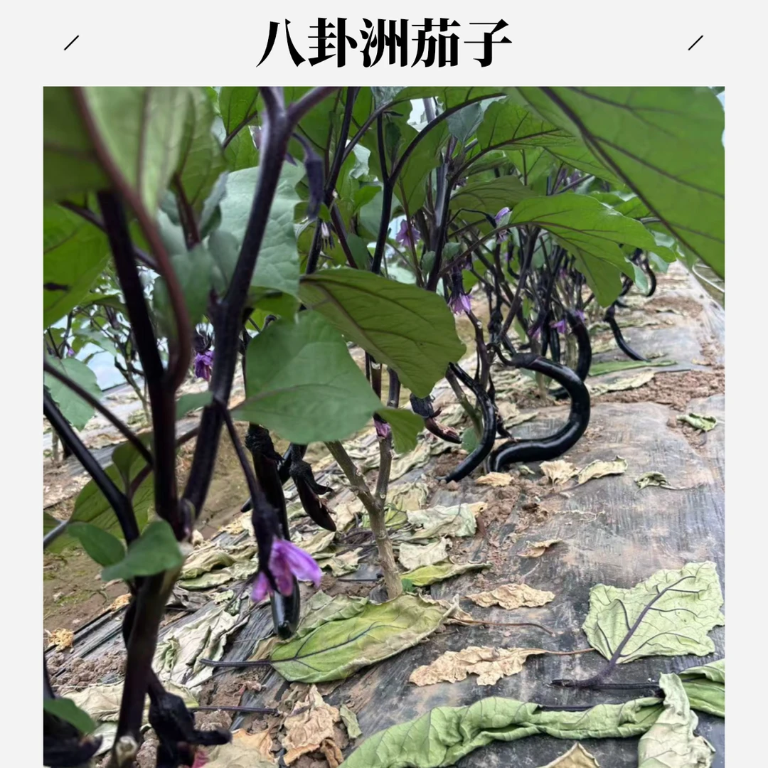 八卦洲农家自种紫茄子蔬菜新鲜现采现摘包邮送货上门1斤2斤3斤紫茄子