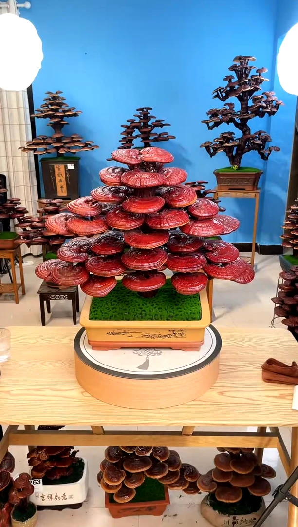 灵芝盆景8888888