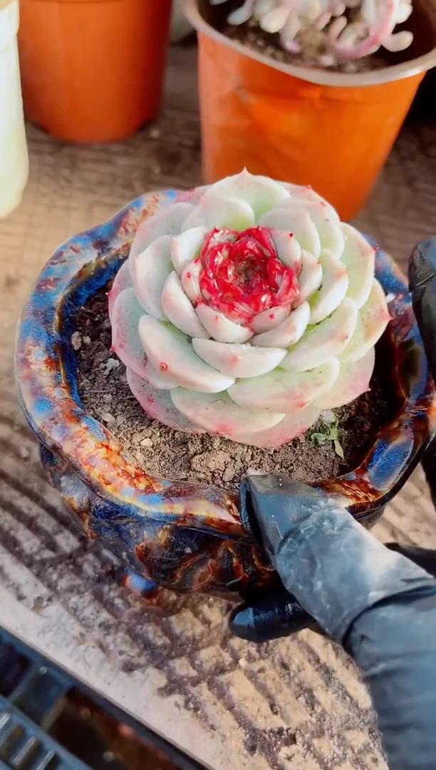 信****，跃跃精品多肉01030