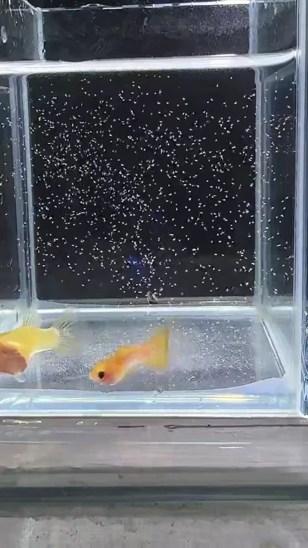 孔雀鱼幻彩玻璃猫短体编号46