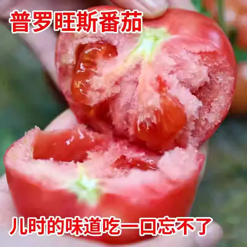 沙瓤大粉番茄苗秧老品种口感西红柿幼苗高产四季大棚种盆栽菜苗孑
