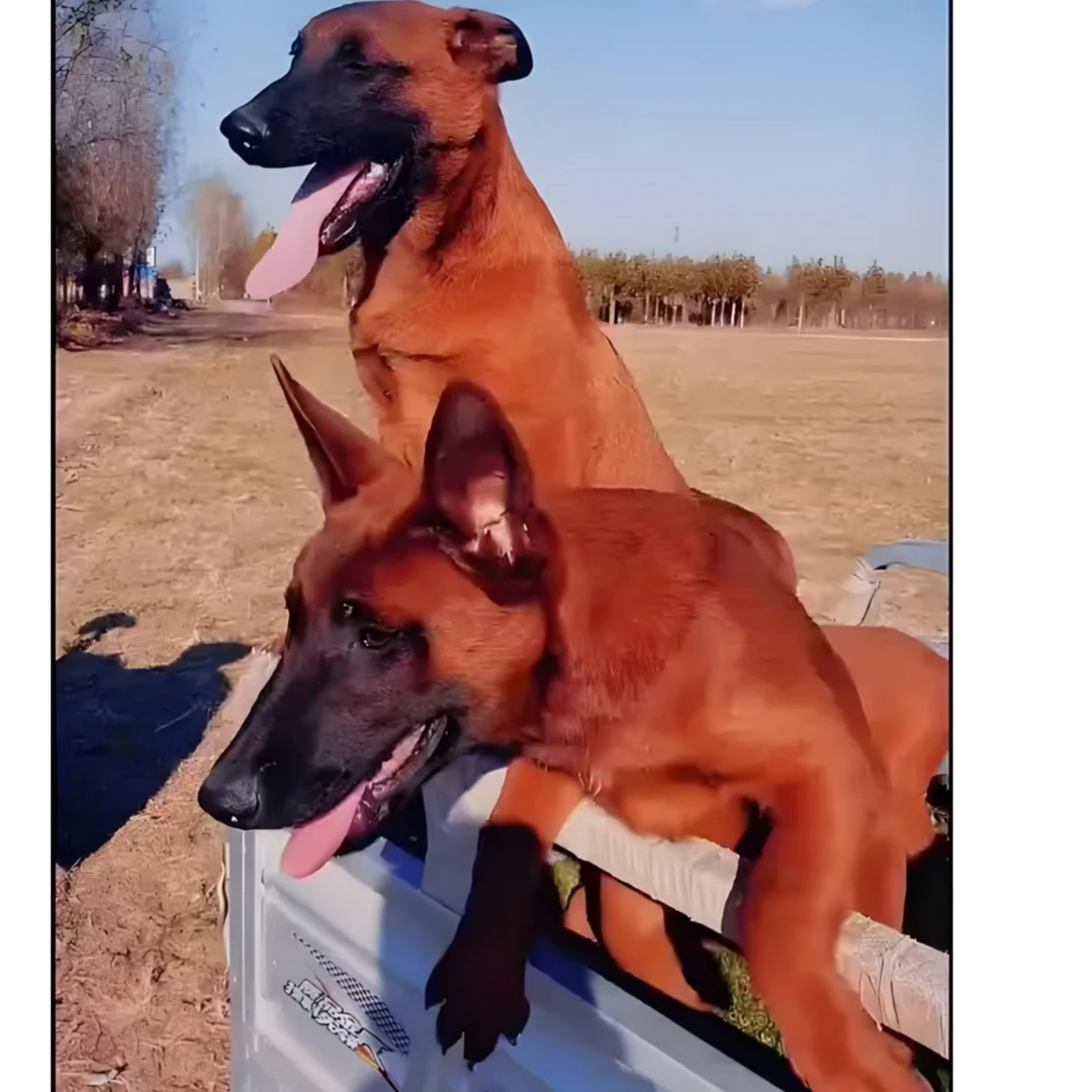 (祥瑞犬舍）T狗狗活体