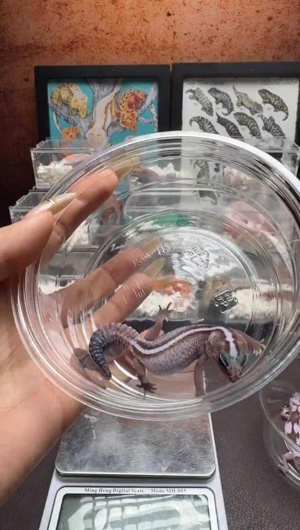 肥尾守宫鳞与尾 Scale Tail 爬宠F20