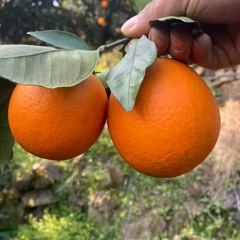 奉节脐橙福本现摘现发