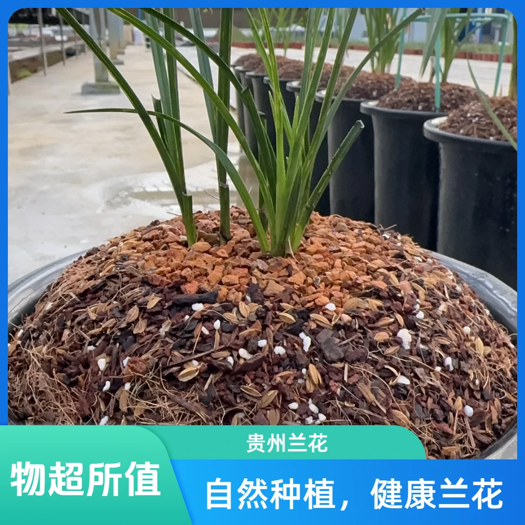 贵州兰花——直播间一物一拍请勿私自下单