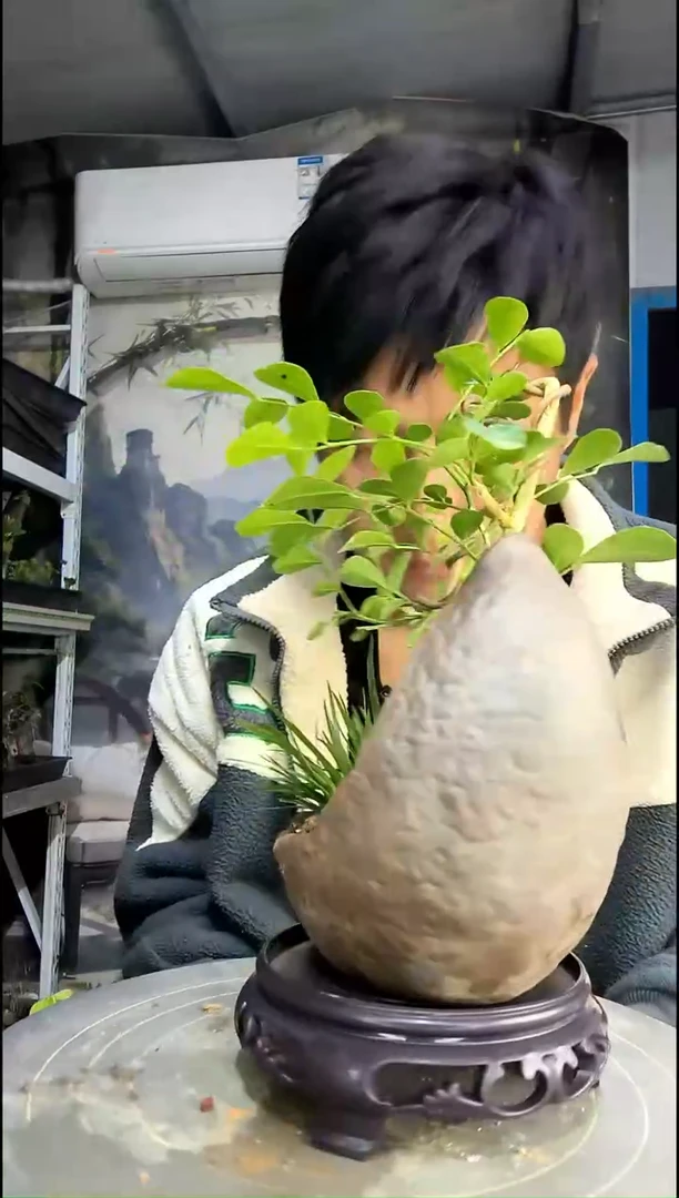 知**叶中青园艺一物一拍454