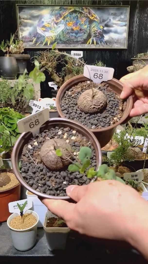 68号1130福利南非龟甲龙买一送一