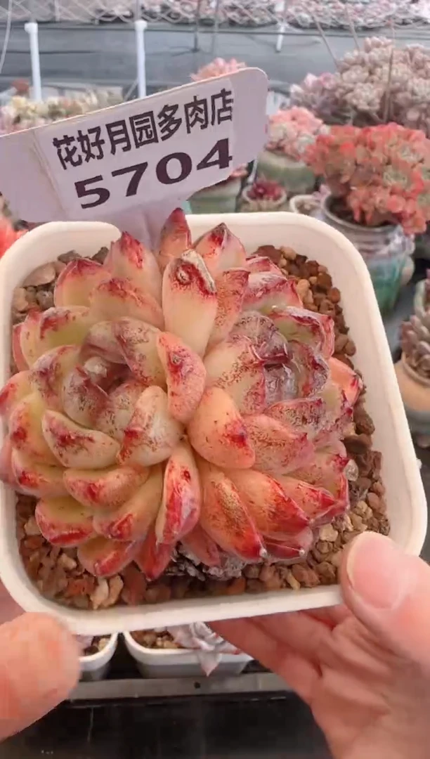 【闪购商品】5704黑鲨糖心