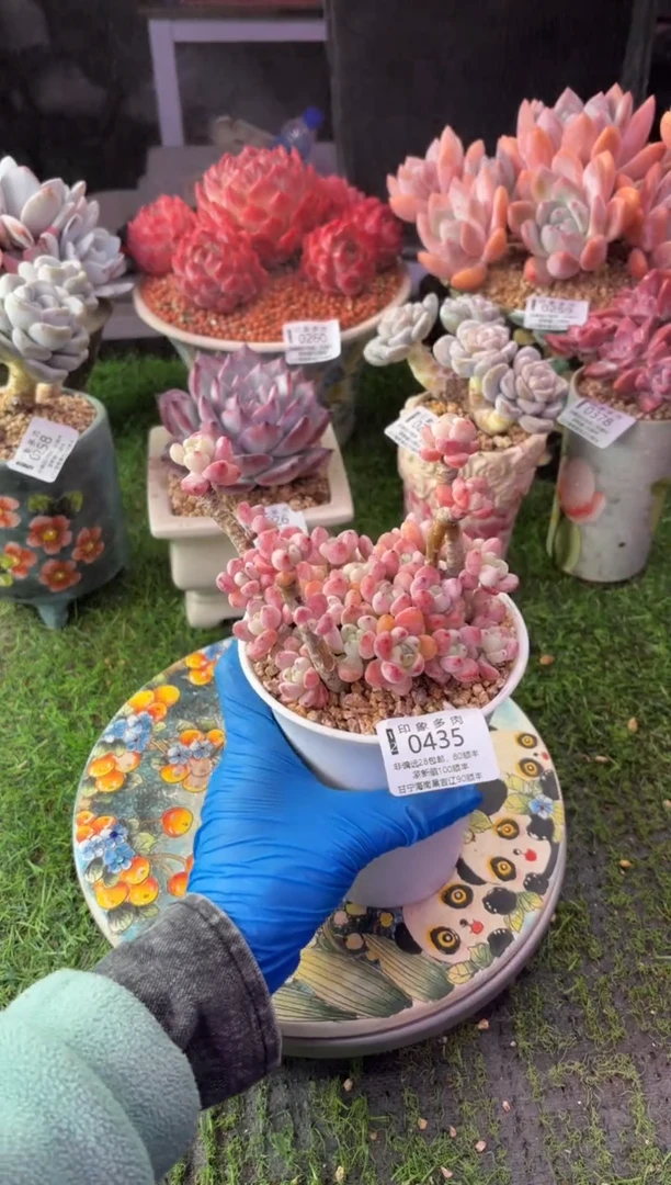 昆明印象多肉0435