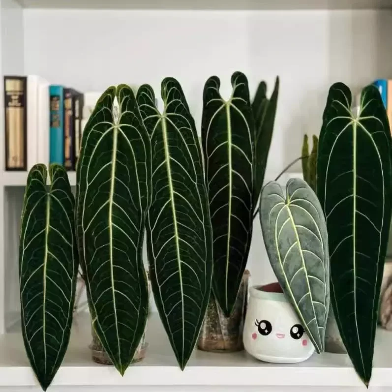 【有植依火鹤后】天南星科火鹤后室内阳台观叶稀有热植ins风